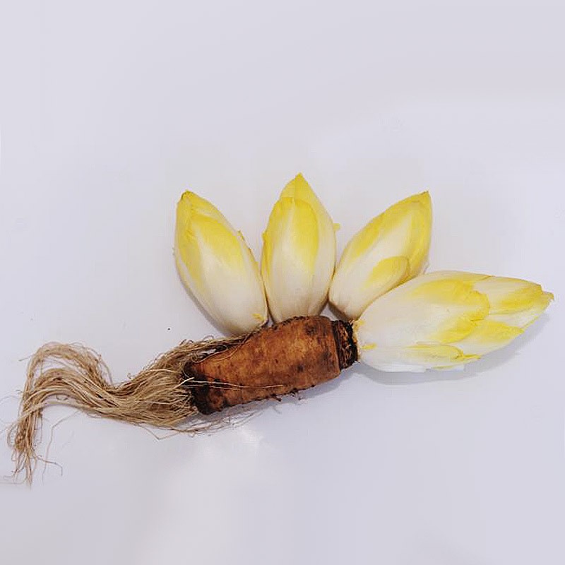 芽球玉蘭菊苣